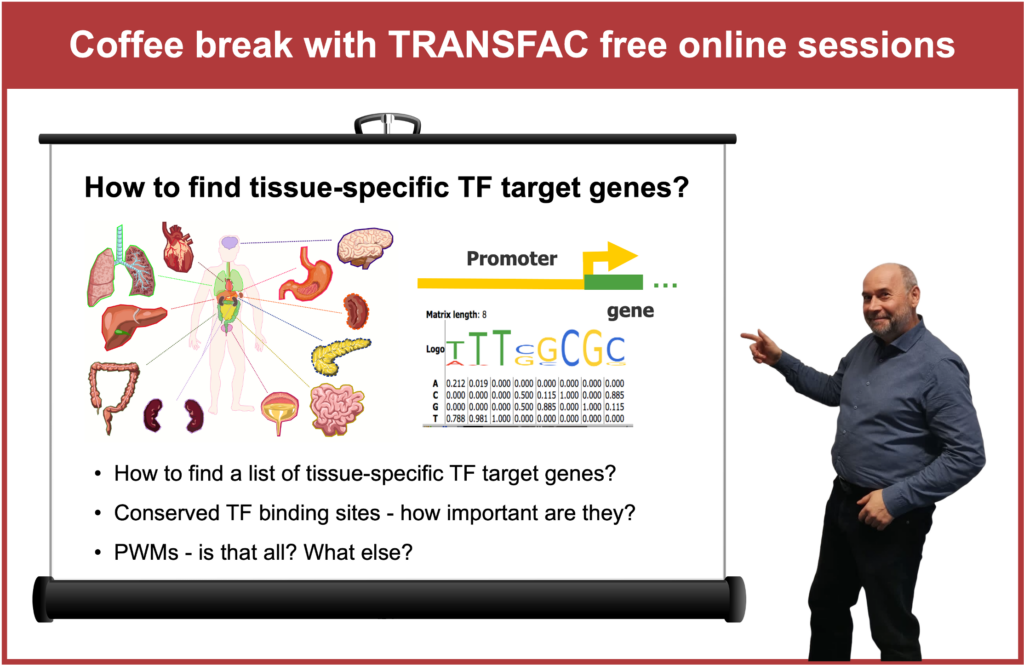 Tissue-specific transcription factor target genes