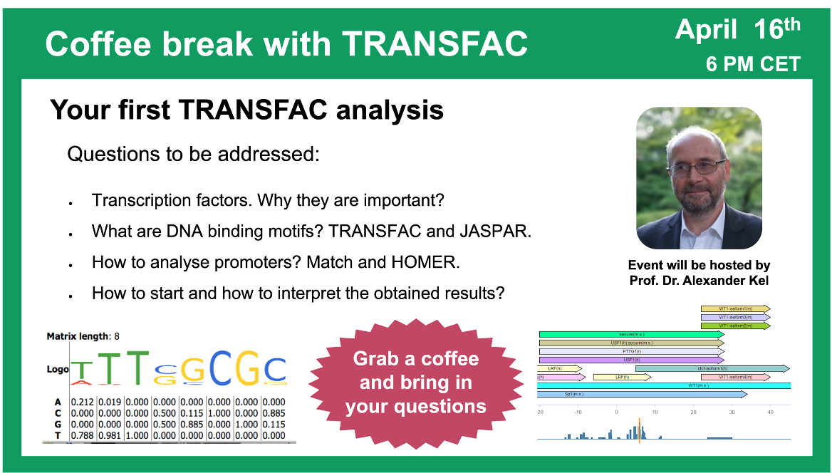 Your first TRANSFAC analysis